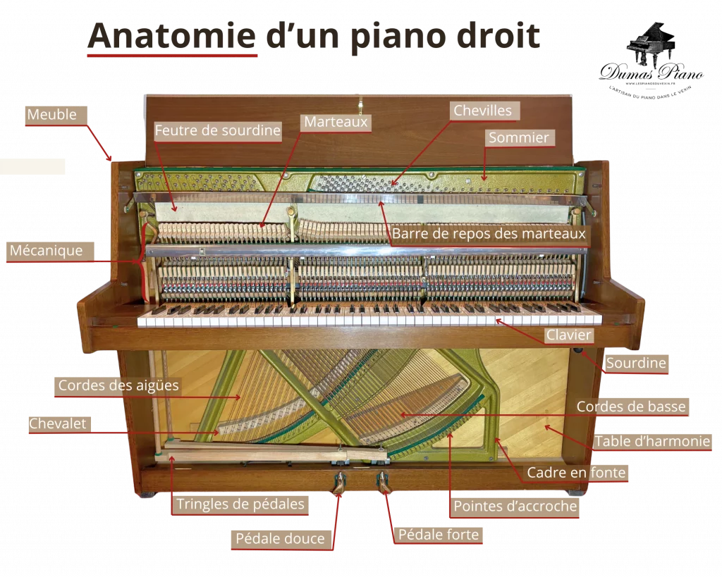 Anatomie d'un piano droit | Dumas Piano